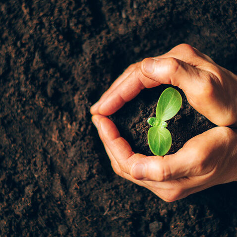 Farmer hand holding young plant. Top view. Banner. New life, eco, sustainable living, zero waste, plastic free, earth day, investment concept. Gospel spreading. Nurturing baby plant, protect nature.